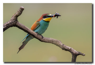 Bijeneter - Bee-eater 2019