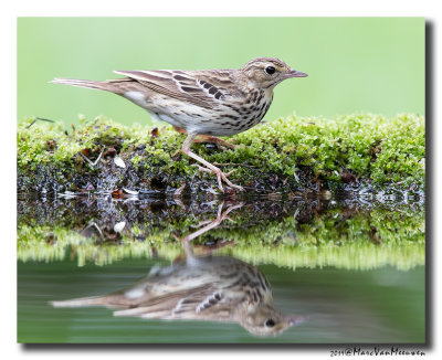 Boompieper - Tree Pipit 2019