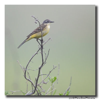 Gele Kwikstaart - Yellow Wagtail 2019
