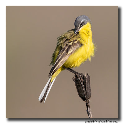 Gele Kwikstaart - Yellow Wagtail 2019