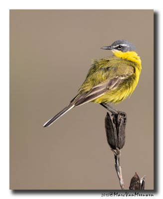 Gele Kwikstaart - Yellow Wagtail 2019