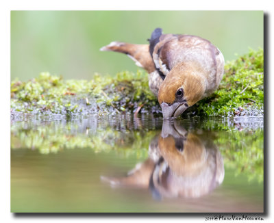 Appelvink - Hawfinch 2019
