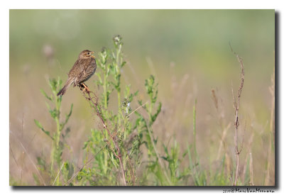 Grauwe Gors - Corn Bunting 2019