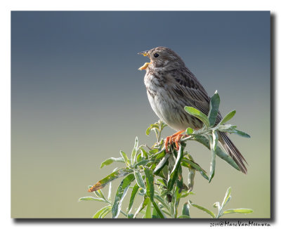 Grauwe Gors - Corn Bunting 2019