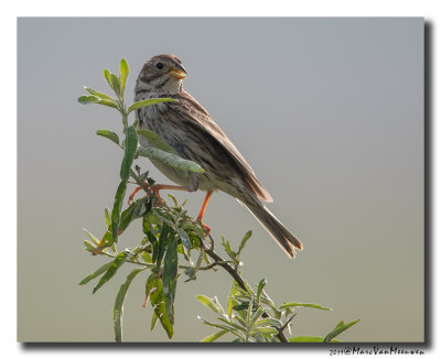 Grauwe Gors - Corn Bunting 2019