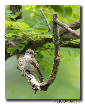 Grauwe Vliegenvanger - Spotted Flycatcher 2019