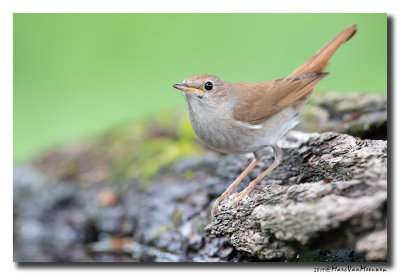 Nachtegaal - Nightingale 2019