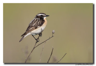 Paapje - Whinchat 2019