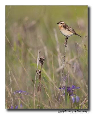Paapje - Whinchat 2019