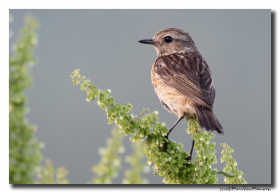 Roodborsttapuit - Stonechat 2019