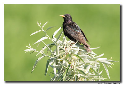 Spreeuw - Starling 2019