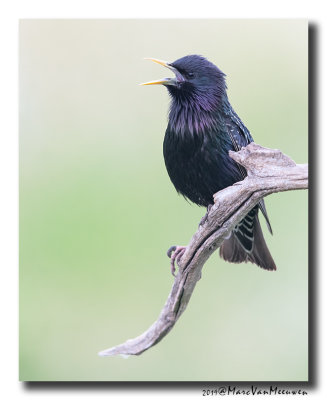 Spreeuw - Starling 2019