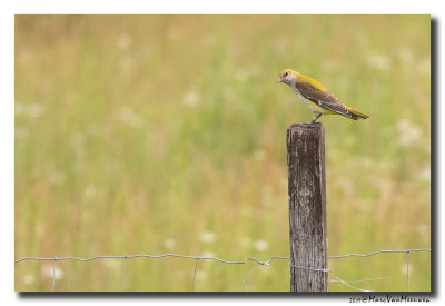 Wielewaal-Oriole 2019