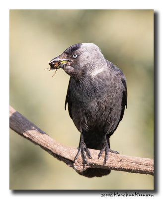 Kauw - Western Jackdaw 2019