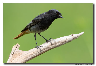 Zwarte Roodstaart - Black Redstart 2019