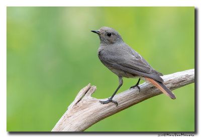 Zwarte Roodstaart - Black Redstart 2019
