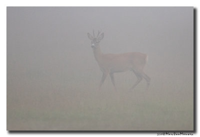 Ree - Roe Deer 2019
