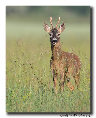 Ree - Roe Deer 2019