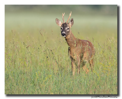 Ree - Roe Deer 2019