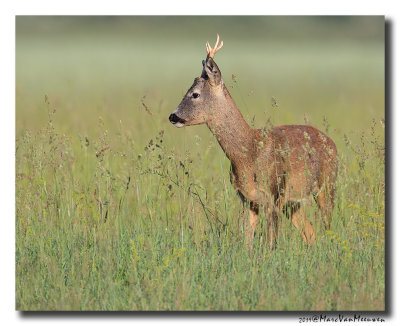 Ree - Roe Deer 2019