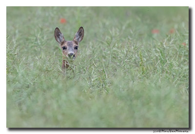 Ree - Roe Deer 2019