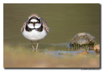 Kleine Plevier - Little Ringed Plover 2019