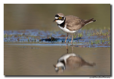 Kleine Plevier - Little Ringed Plover 2019