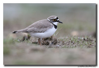 Kleine Plevier - Little Ringed Plover 2019