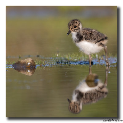 Kievit - Northern Lapwing 2019
