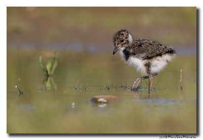 Kievit - Northern Lapwing 2019