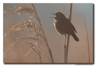 Blauwborst - Bluethroat 2019