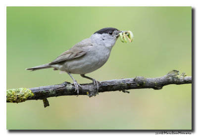 Zwartkop - Blackcap 2019