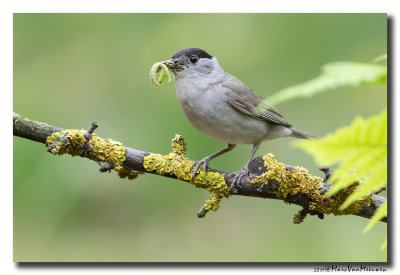 Zwartkop - Blackcap 2019