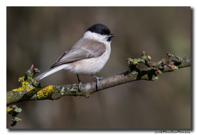 Glanskop - Marsh Tit 2019