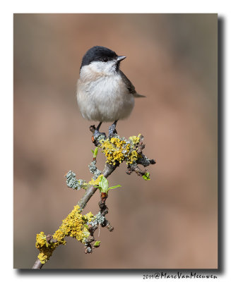 Glanskop - Marsh Tit 2019