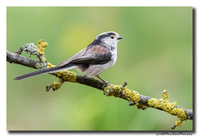 Staartmees - Long-tailed Tit 2019