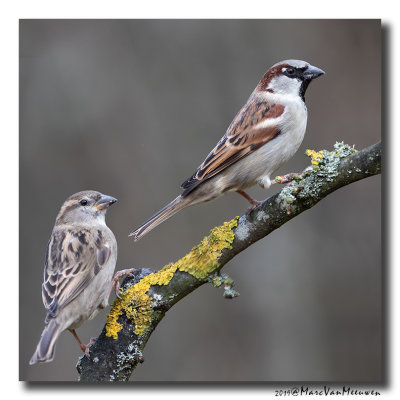Huismus - House Sparrow 2019
