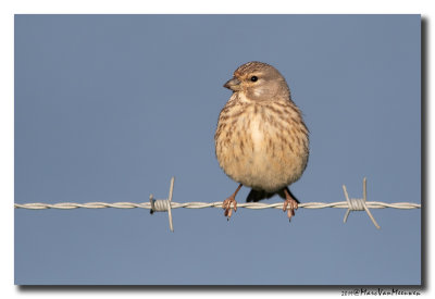 Kneu - Linnet 2019