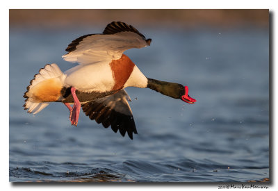 Bergeend - Shelduck 2019