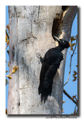 Zwarte Specht - Black Woodpecker 2019