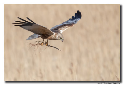 Bruine Kiekendief - Western Marsh Harrier 2019