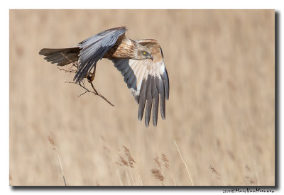 Bruine Kiekendief - Western Marsh Harrier 2019