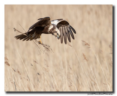 Bruine Kiekendief - Western Marsh Harrier 2019