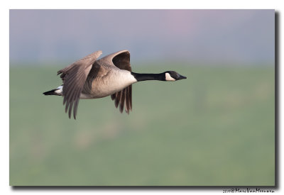 Grote Canadese Gans - Canada Goose 