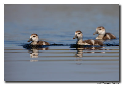 Nijlgans - Egyptian Goose 2019