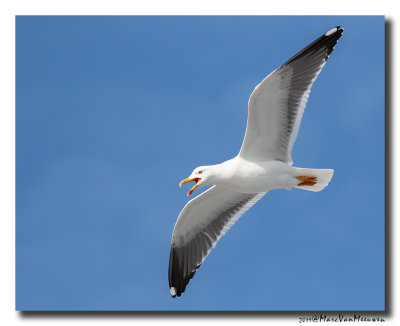 Kleine Mantelmeeuw - Lesser Black-backed Gull 2019