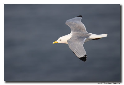 Drieteenmeeuw - Black-legged Kittiwake 2019