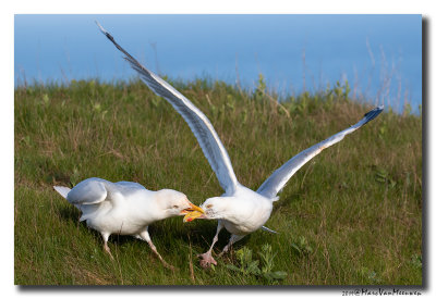 Zilvermeeuw - Herring Gull 2019