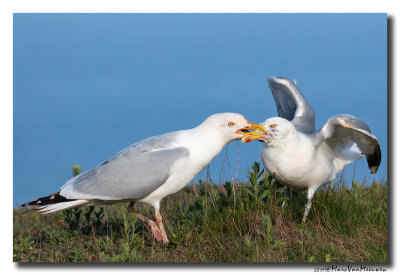 Zilvermeeuw - Herring Gull 2019