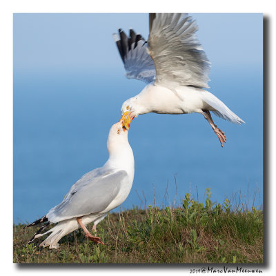 Zilvermeeuw - Herring Gull 2019